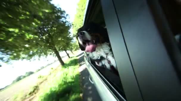 Chien de montagne bernois regardant par la fenêtre de la voiture — Video