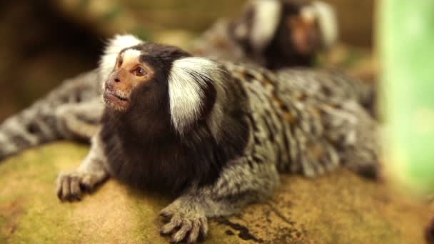 Macaco-marmote — Vídeo de Stock