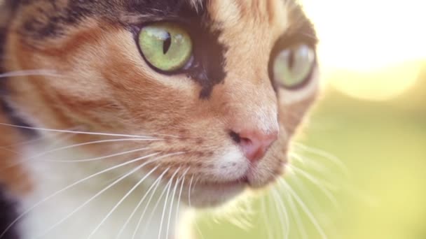 Chat dans le parc 
