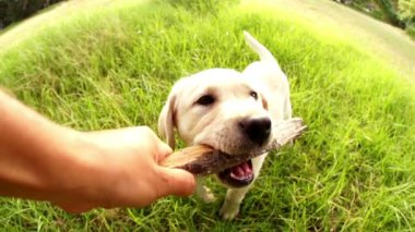 sopa ile oynarken labrador yavrusu