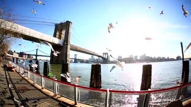 Чайки перед Бруклинским мостом — стоковое видео