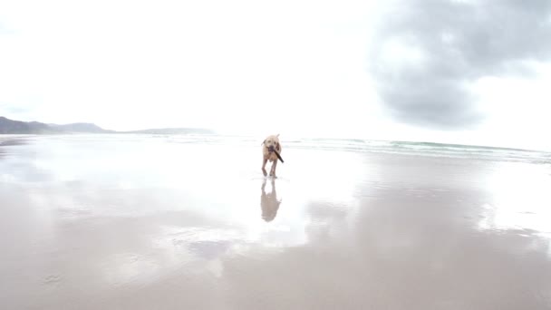 Hund på stranden — Stockvideo