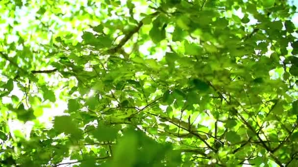 Sun flaring through leaves — Stock Video