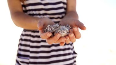 Deniz kabukları tutan kadın eli yakın çekim