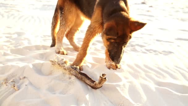 Cachorro en la playa — Vídeo de stock