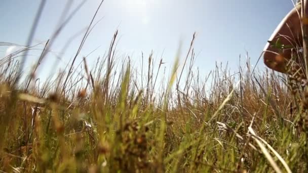 Девушка ходит по траве — стоковое видео