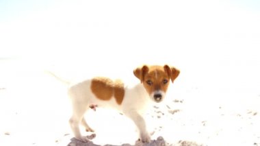 köpek sahilde