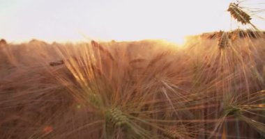 Sağlıklı buğday düşük açılı çekim yavaşça hareket ve güzel bir gün batımı son altın ışınları yakalamak takip ediyor