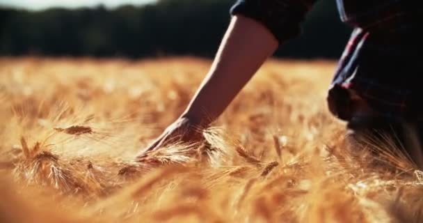裁剪一位农民在小麦田里走在阳光明媚的下午 触摸团长用手准备收获玉米的视图 — 图库视频影像