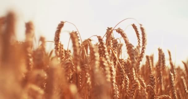 Luz Del Sol Brilla Sobre Trigo Campo Verano Con Tallos Video de stock libre de derechos