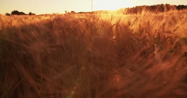 Στέλεχος Του Σιταριού Ένα Ήρεμο Πεδίο Χρυσή Sunflare Στο Ηλιοβασίλεμα — Αρχείο Βίντεο