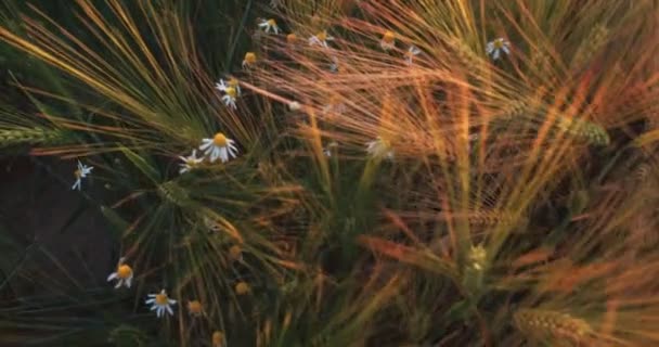 Primer Plano Flores Blancas Campo Trigo Verano Maíz Saludable — Vídeo de stock