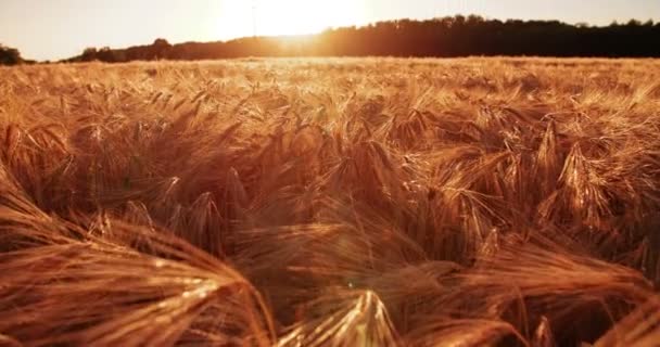 Flache Aufnahme Gesunder Weizenhalme Die Sich Sanft Bewegen Und Die — Stockvideo