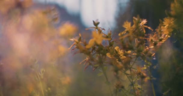 Yellow Wild Flowers Waving Wind Slow Motion — Stock Video