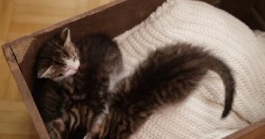 Huzur içinde rahat bir battaniye var yatmaya şirin küçük tekir kedi yavrusu