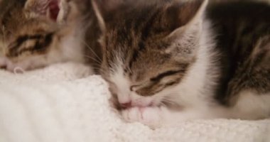 Küçük şirin kedi yavrusu birlikte bir battaniye, huzur içinde uyuyan biri ile bir kanepede huddled.