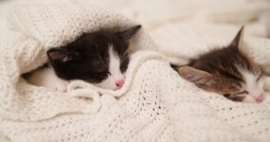 Birlikte bir yün battaniye uyku sarınmış tabby yavru kedi, sevimli aile