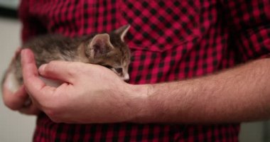 Güvenli bir şekilde ve huzur içinde uyuyor bir küçük tabby yavru kedi tutan adamın elleri