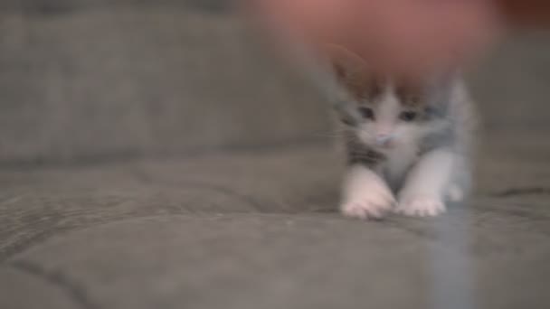 Cute Little Kitten Putting Paw Out Playfully Touch Person Finger — Stock Video