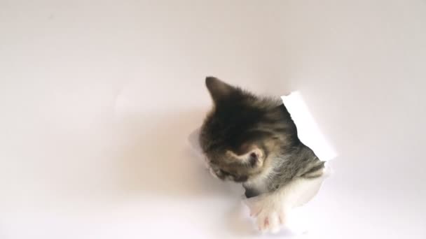 Beyaz Kağıt Bir Yırtık Kafana Iterek Şirin Kedi Yavrusu Stüdyo — Stok video
