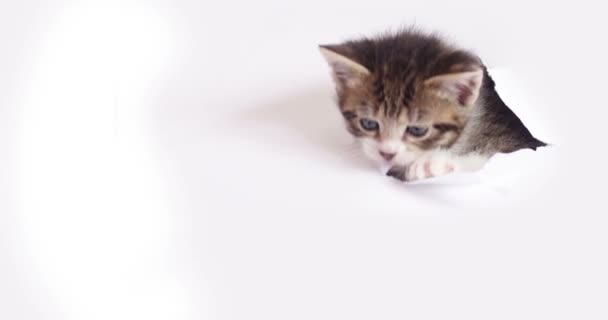 Студийный Снимок Милого Котенка Проталкивающего Голову Сквозь Разрыв Листе Белой Видеоклип