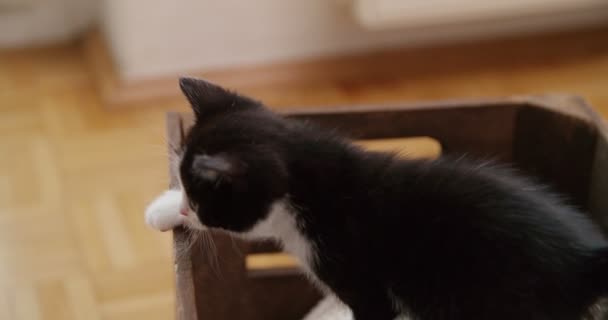 Lindos Gatitos Comportándose Curiosamente Tratando Subir Por Borde Una Caja — Vídeo de stock