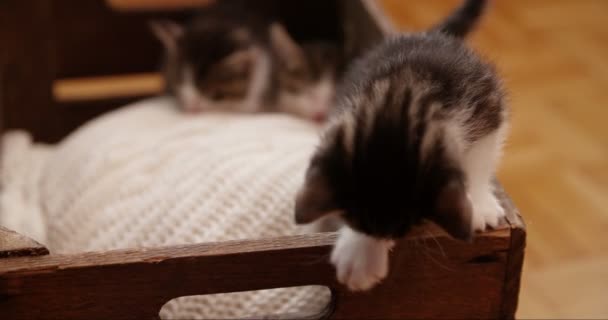 Gatinhos Bonitos Comportando Curiosamente Tentando Subir Borda Uma Caixa Feita — Vídeo de Stock