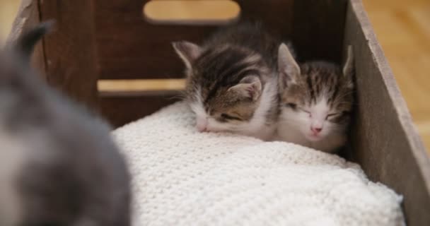 Kleine Gezellige Kittens Ineengedoken Samen Een Houten Doos Met Een — Stockvideo