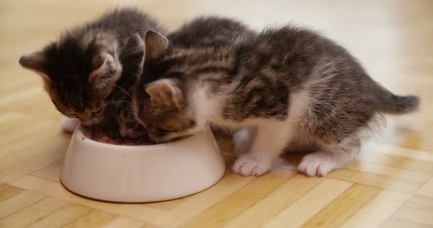 Pewien Nosze Kociątka Tej Samej Rodziny Jedzenie Zdrowych Kotów Miski — Wideo stockowe