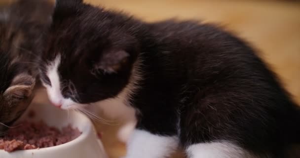 Τρία Τιγρέ Γατάκι Που Τρώνε Τροφή Γάτων Μαζί Κεφάλια Τους — Αρχείο Βίντεο