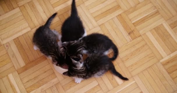 Fotografia Aérea Quatro Gatinhos Fofos Comendo Juntos Mesma Tigela Chão — Vídeo de Stock