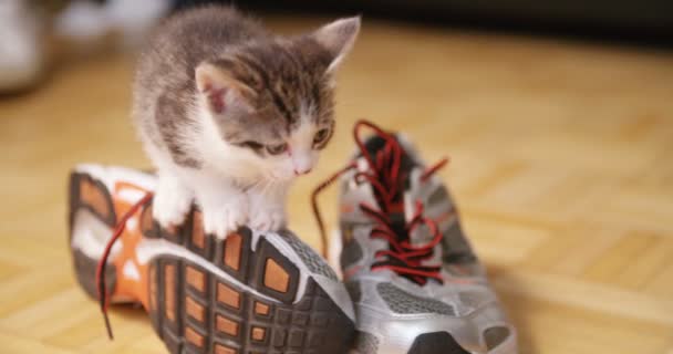 Koşu Ayakkabı Üzerinde Oturan Sevimli Kedicik — Stok video