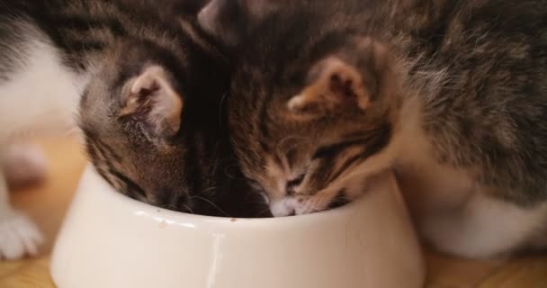 三虎斑小猫吃猫食在一起他们头都在一个碗里 — 图库视频影像