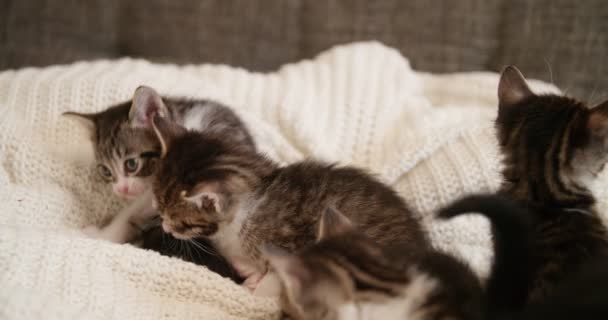 Kucing Kecil Yang Lucu Duduk Sofa Dengan Saudara Saudaranya Menjilati — Stok Video