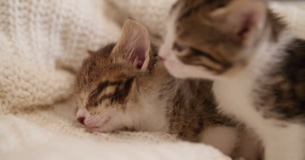 Mały Przytulny Kocięta Stłoczeni Kanapie Kocem Jeden Potem Śpi Spokojnie — Wideo stockowe