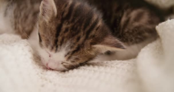 Söpöt Kissanpennut Istuvat Pehmeällä Peitolla Sohvalla Nukkumassa — kuvapankkivideo