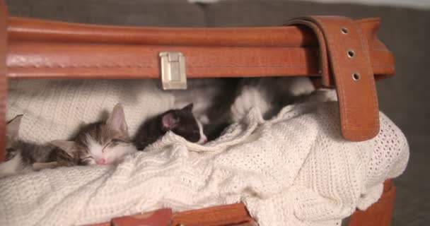 Χαριτωμένο Γατάκι Snuggled Μεταξύ Είναι Αδέλφια Που Κοιμούνται Μια Ζεστή — Αρχείο Βίντεο