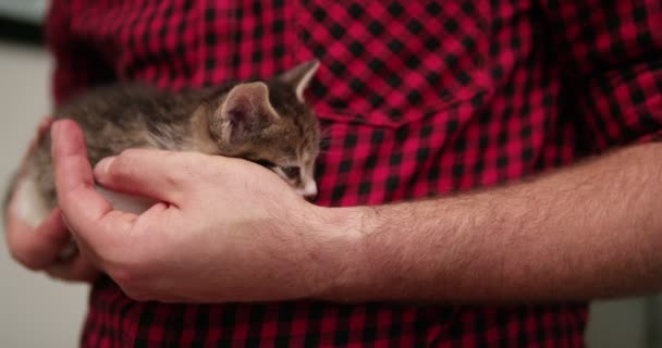 Χέρια Του Ανθρώπου Που Κρατώντας Ένα Μικροσκοπικό Τιγρέ Γατάκι Που — Αρχείο Βίντεο