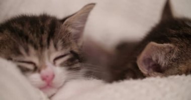 Sıcak bir battaniye uyku bu kardeşler arasında snuggled şirin yavru kedi