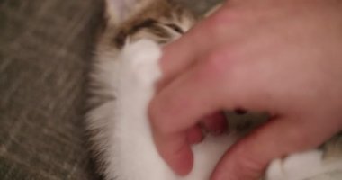 Sevimli küçük tabby yavru kedi oyun ve o 's tummy gıdıklıyor bir adamın elini tutmak için onun paws kullanarak