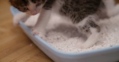 Bu kedi çöp tepsi ahşap bir zemin üzerinde beyaz çakıl bir kapalı ev kedi ayakta kırpılmış closeup