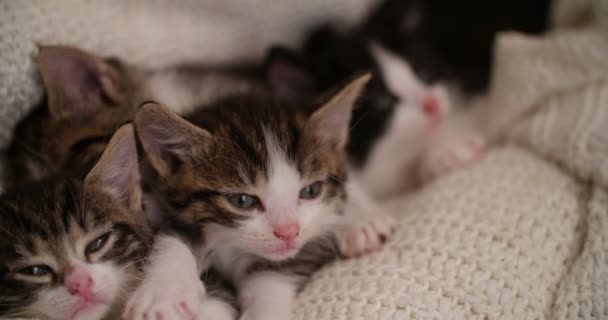 Cute Kitten Looking Camera While Snuggled Amongst Siblings Sleeping Warm — Stock Video