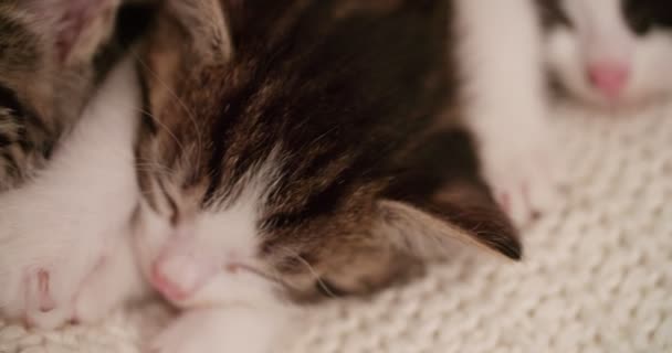 Χαριτωμένο Μικρό Γατάκια Ραβδωτό Ύφασμα Που Ύπνο Ειρηνικά Μαζί Μια — Αρχείο Βίντεο