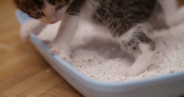 Zugeschnittene Nahaufnahme Einer Hauskatze Die Weißen Kieselstein Ihrer Katzentoilette Auf Lizenzfreies Stock-Filmmaterial