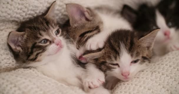 Cute Kitten Looking Camera While Snuggled Amongst Siblings Sleeping Warm — Stock Video