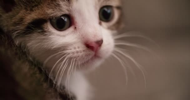 Γάτα Τάμπι Χαριτωμένο Μωρό Μέχρι Κατσαρά Αντίδια Ένα Ζεστό Μάλλινο — Αρχείο Βίντεο