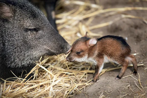 Pecarí de collar Callared peccary — Stok fotoğraf