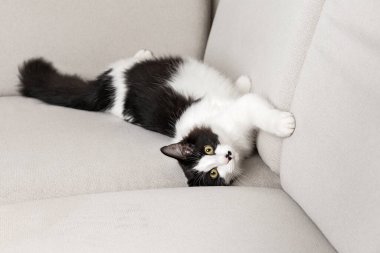 Siyah beyaz kürklü tatlı kedi oturma odasında kanepede dinleniyor ve kameraya bakıyor.