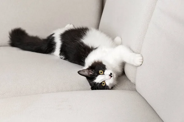 Cute cat with black and white fur relaxing on couch in living room and looking at camera