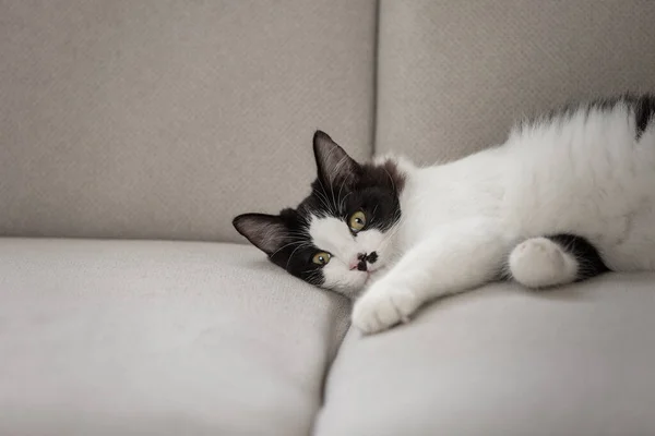 Chat Noir Blanc Détendu Couché Sur Canapé Dans Salon Regardant — Photo